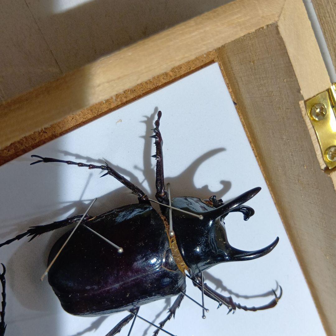 アトラスオオカブト、その他カブトムシ標本