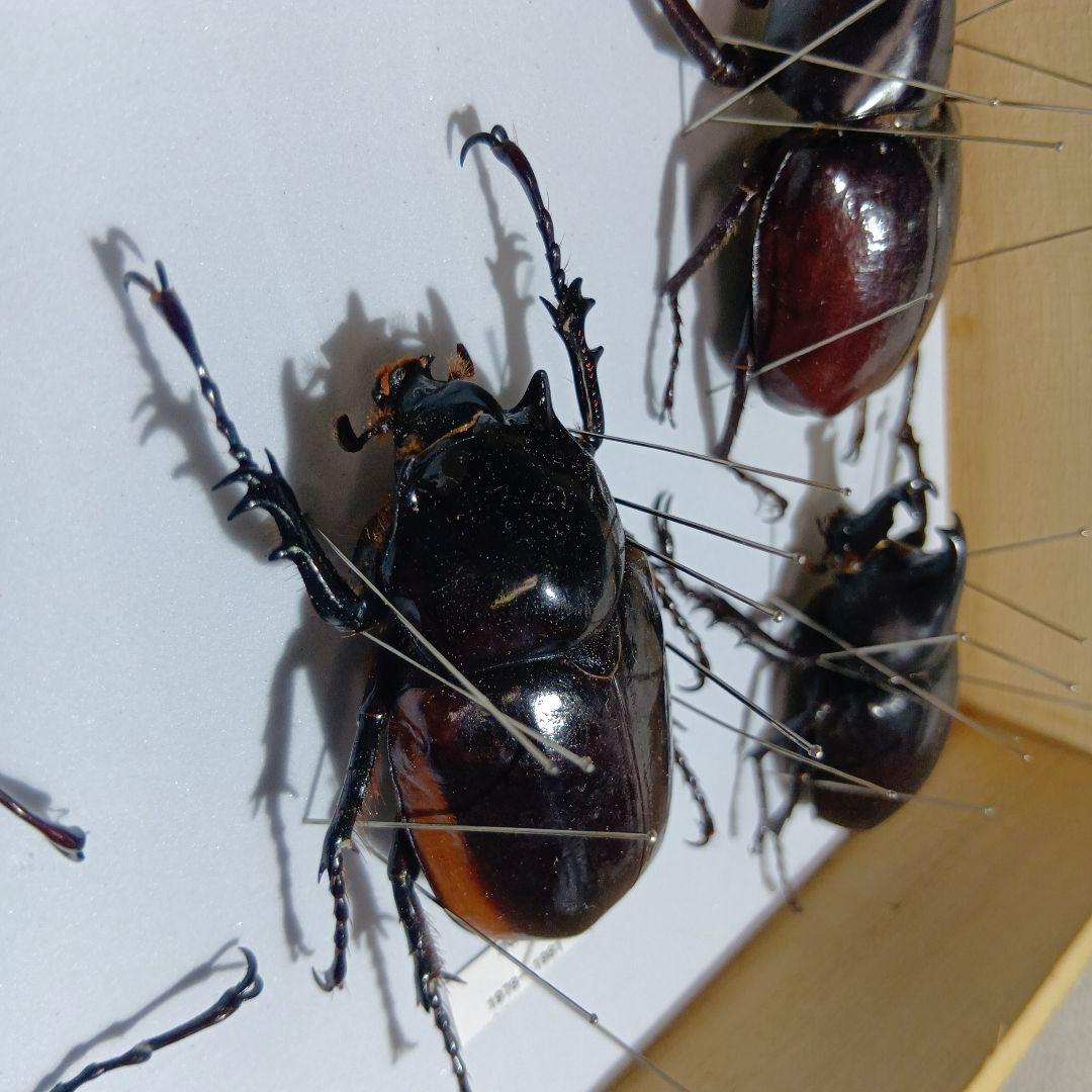 アトラスオオカブト、その他カブトムシ標本