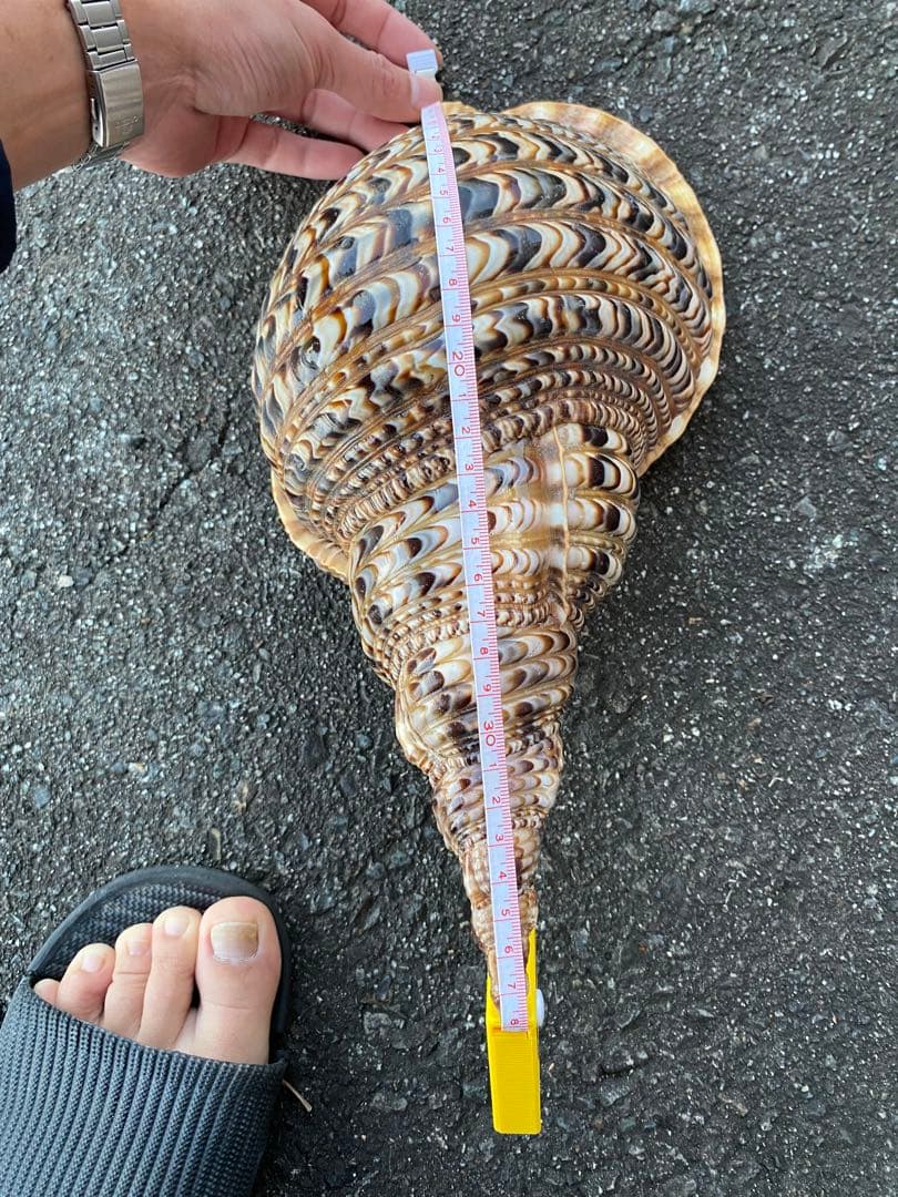 法螺貝　ホラ貝　特大サイズ　38cm 760g 色合いが綺麗　新鮮法螺貝