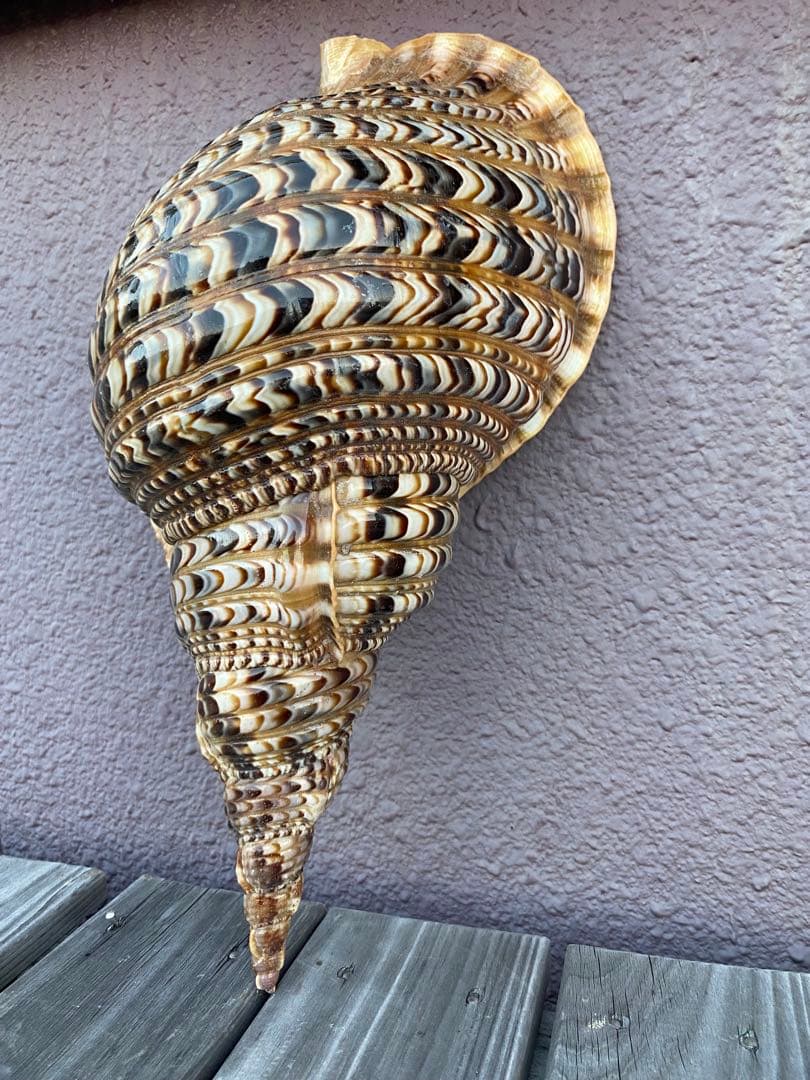 法螺貝　ホラ貝　特大サイズ　38cm 760g 色合いが綺麗　新鮮法螺貝