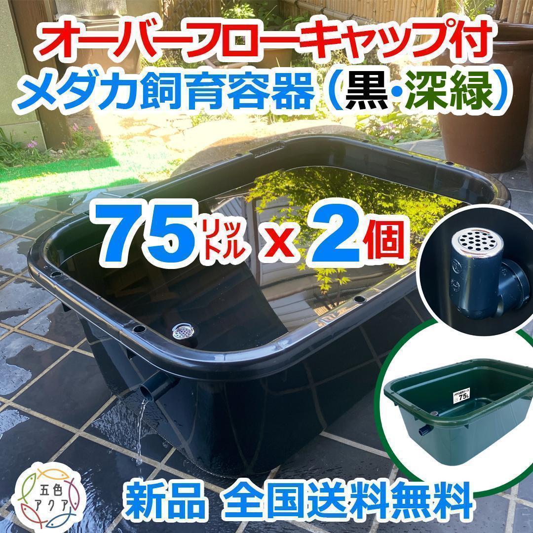 メダカ飼育ケース 75㍑x2個 黒・深緑あり オーバーフロー めだか