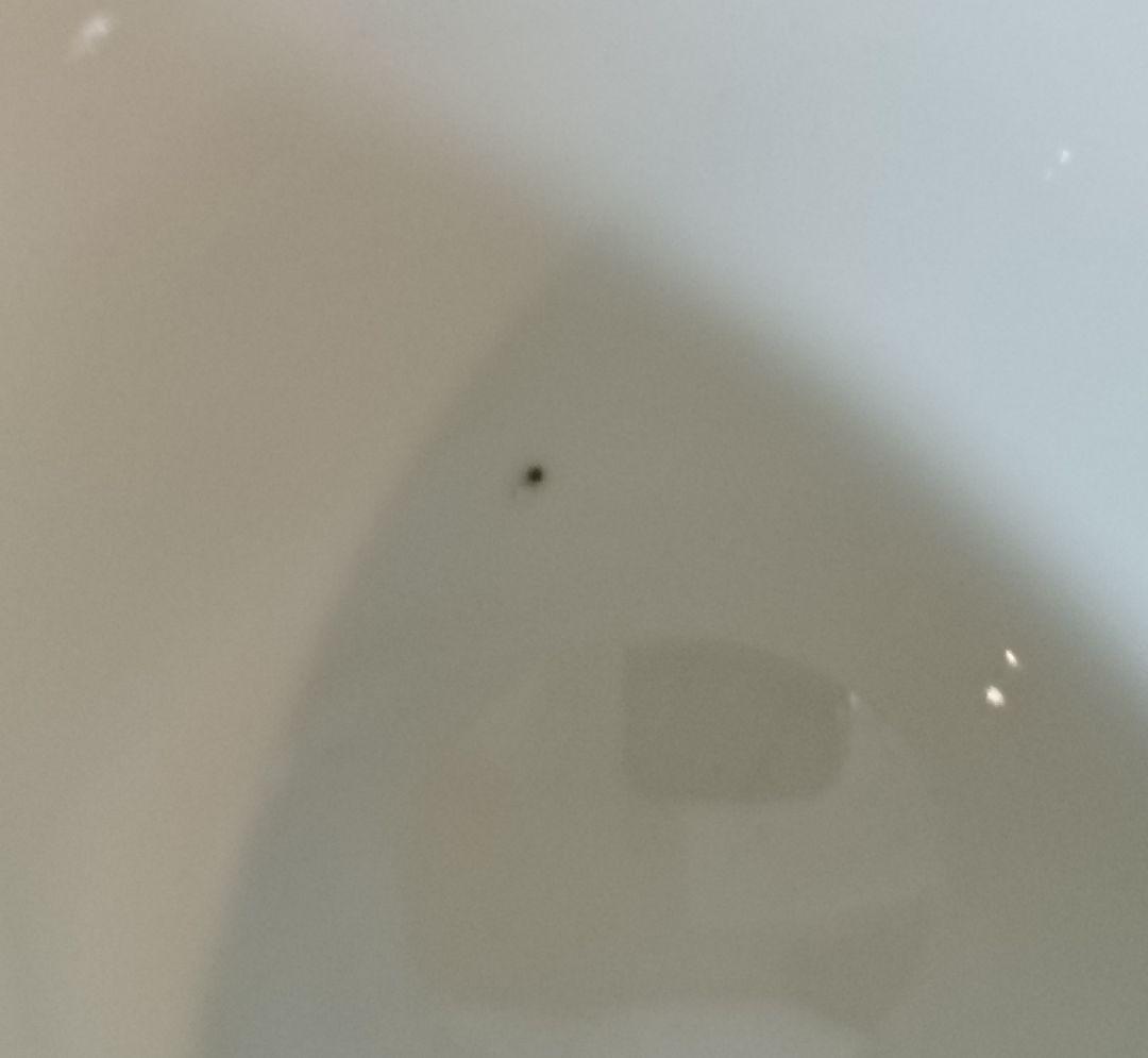 後期鍋島2個　猪口　鍋島焼　湯呑み