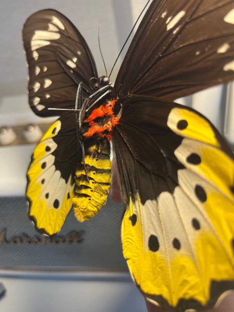 【蝶最大級】ゴライアストリバネアゲハ 外国産蝶標本 蝶 標本　メガネトリバネ