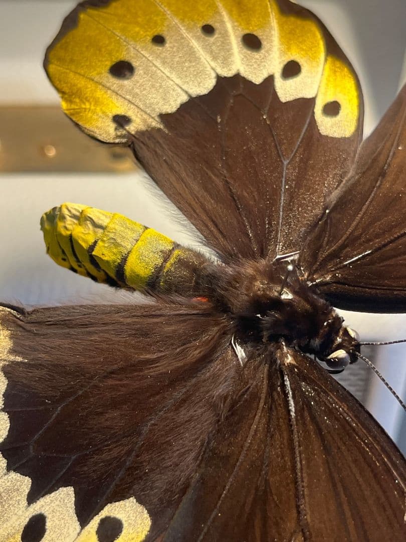 【蝶最大級】ゴライアストリバネアゲハ 外国産蝶標本 蝶 標本　メガネトリバネ