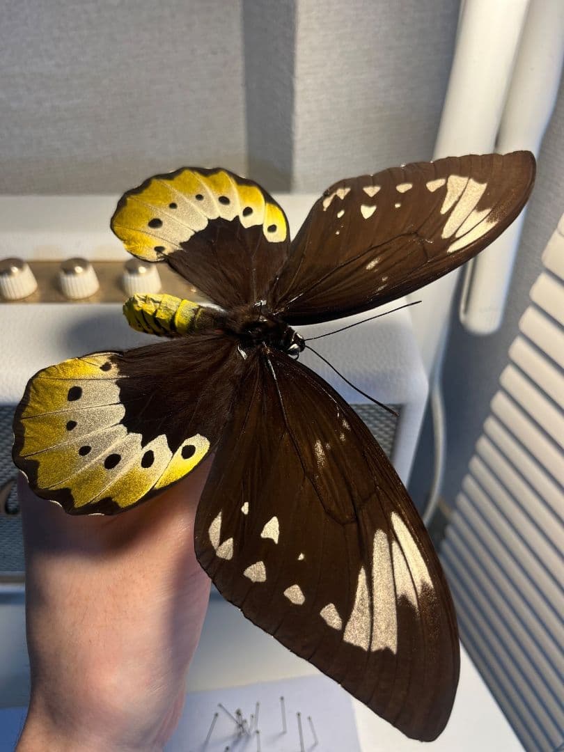 【蝶最大級】ゴライアストリバネアゲハ 外国産蝶標本 蝶 標本　メガネトリバネ