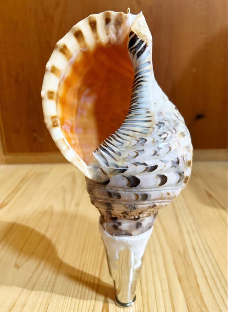 コンパクト修験道法螺貝　山伏　密教　熊よけ　魔除け❣️ホラガイ　ほら貝