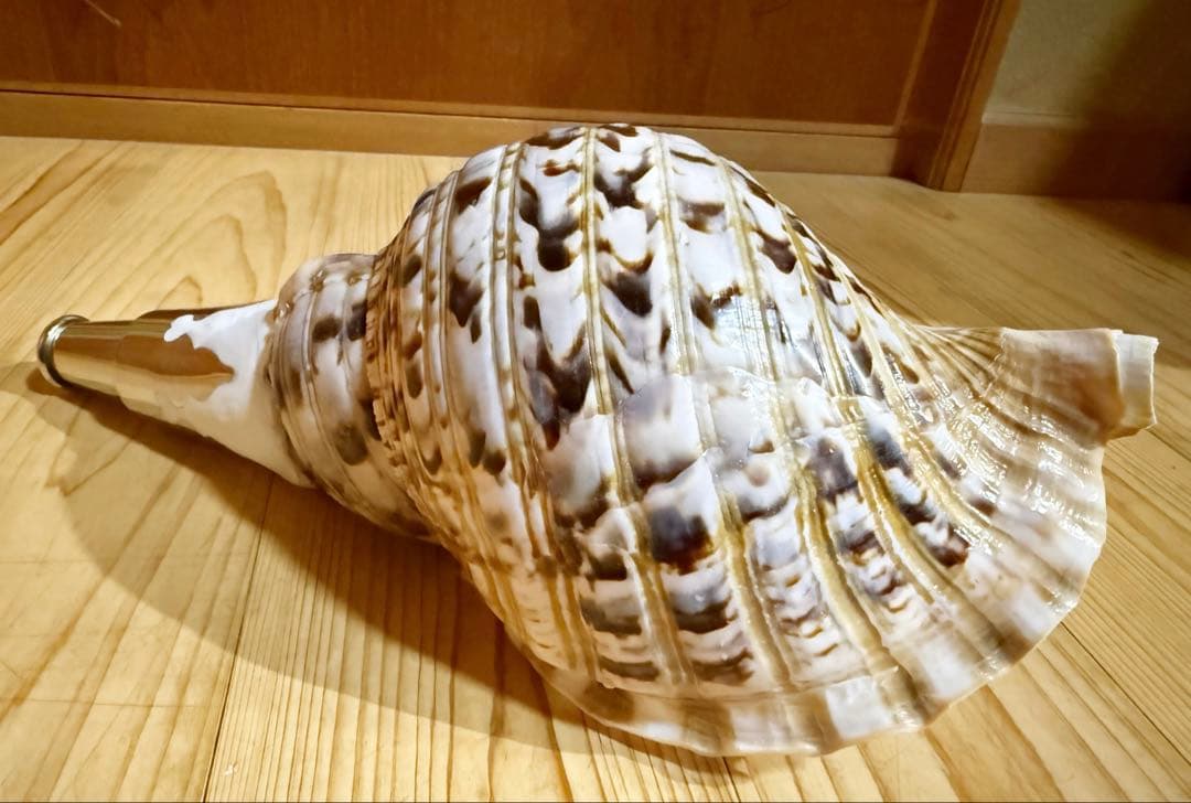 コンパクト修験道法螺貝　山伏　密教　熊よけ　魔除け❣️ホラガイ　ほら貝