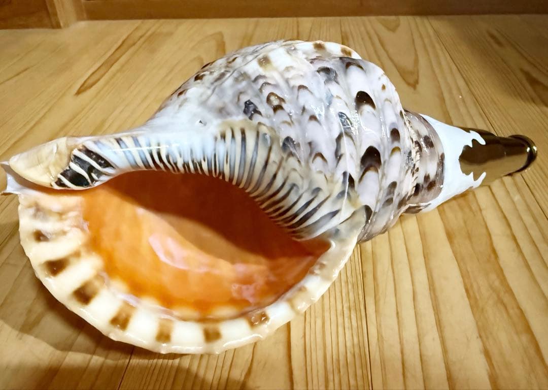 コンパクト修験道法螺貝　山伏　密教　熊よけ　魔除け❣️ホラガイ　ほら貝