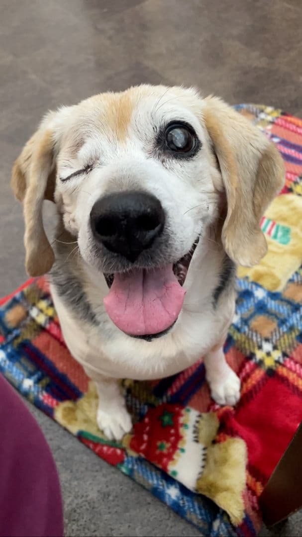 【新品・4個‼️】ラボラインピュアプロテイン／チキン味