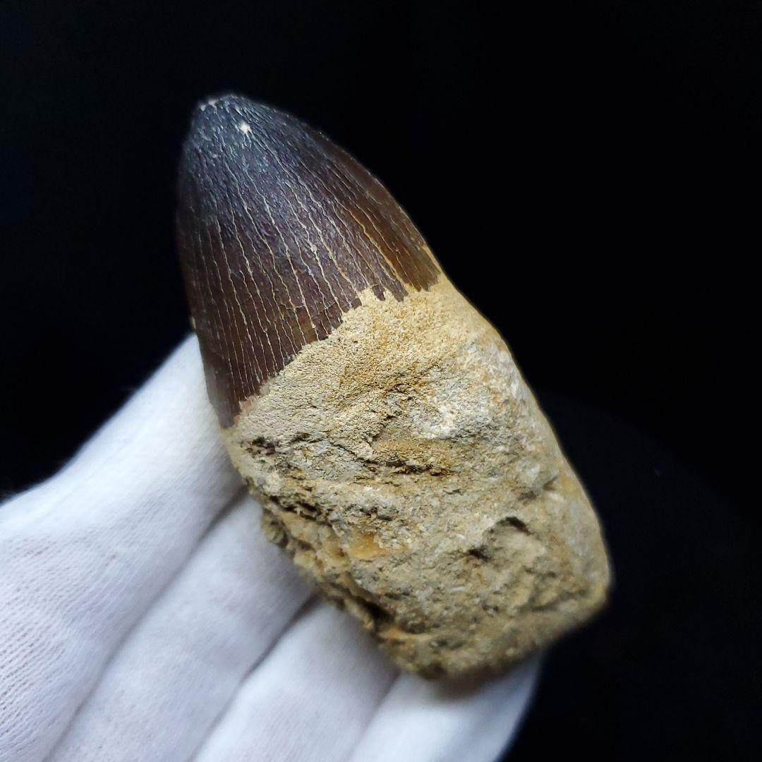 美品 歯根付き モササウルス 化石 歯 本物 70.46mm mos65