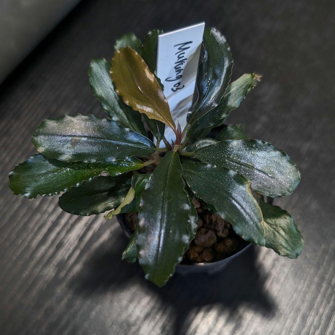 水草 Bucephalandra sp.\