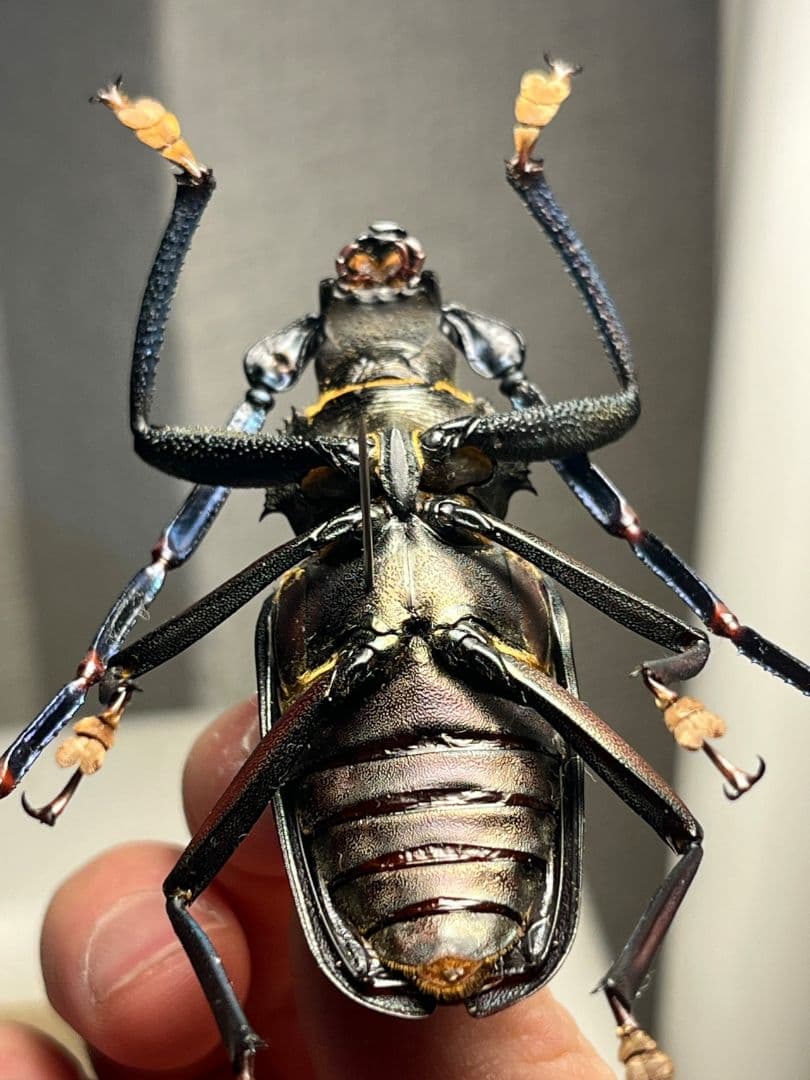 【63mm】Mallaspis カミキリ 標本ナンベイオオタガメ ハナムグリ