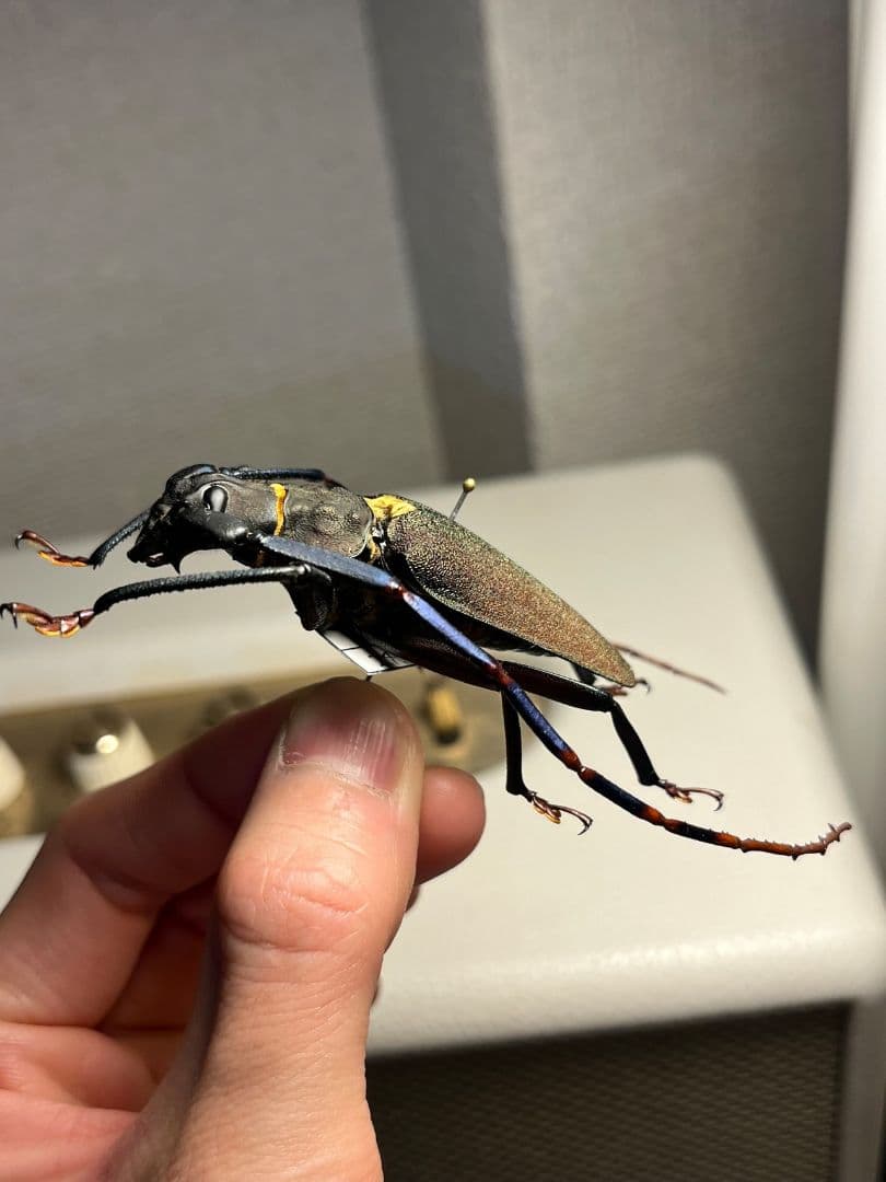 【63mm】Mallaspis カミキリ 標本ナンベイオオタガメ ハナムグリ