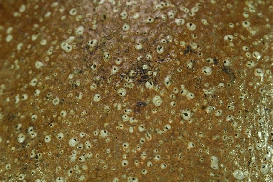 古い 信楽 茶壷 六古窯(K-XA846)