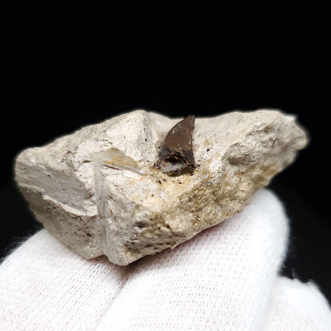 母岩付き ヌテテス 歯 本物 化石 フランス産 45.27mm  fr134