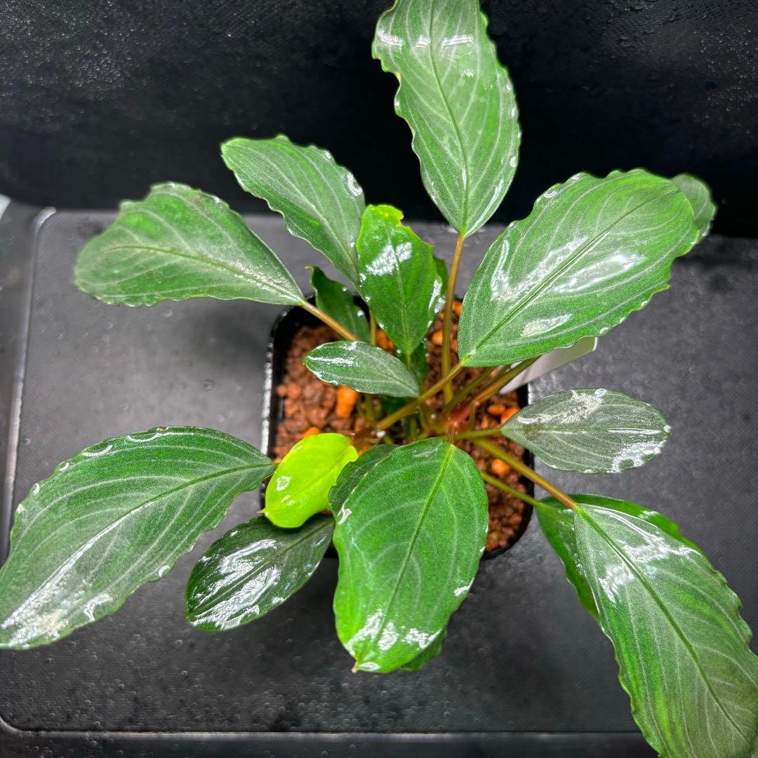 Bucephalandra sp. Pearl gray【TB】　子株