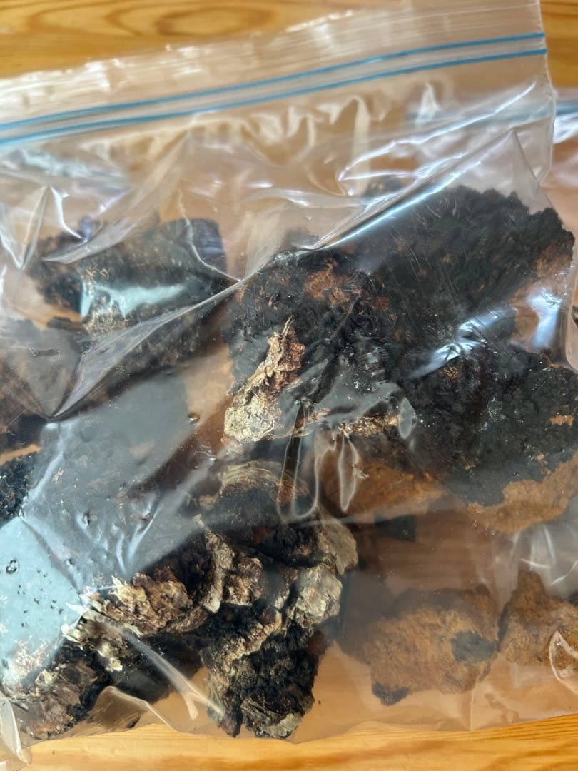 カバノアナタケ　北海道　道東産　1.5k