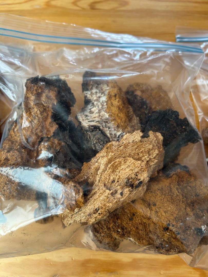 カバノアナタケ　北海道　道東産　1.5k