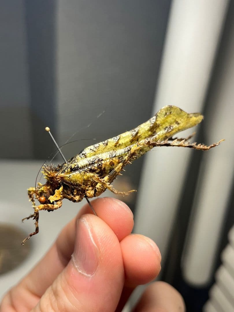 【54mm】サルオガセギスに酷似のOrthoptera sp.キリギリス バッタ