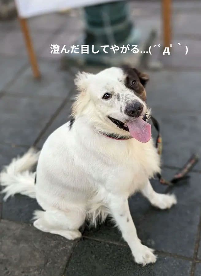 【姉御】激レア！タイのお守りプラクルアン！九尾の狐！専門店購入！アンティークに！