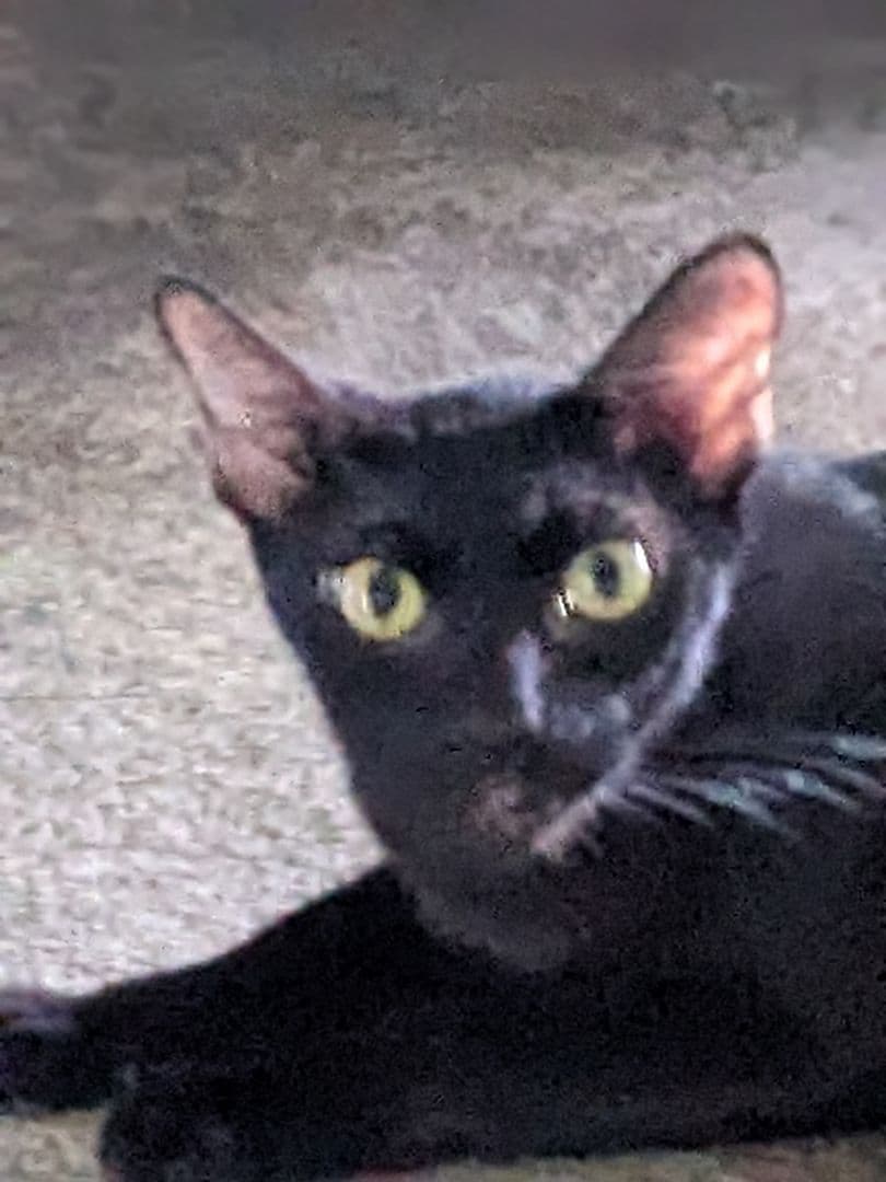 【姉御】激レア！タイのお守りプラクルアン！九尾の狐！専門店購入！アンティークに！