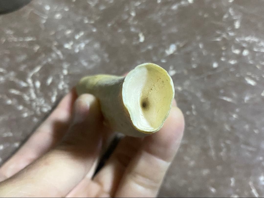 希少 マッコウクジラ 歯 89g