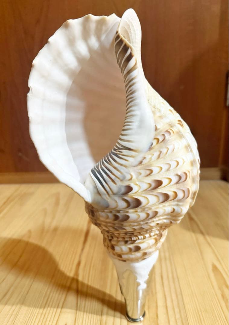 修験道法螺貝　山伏　密教　熊よけ　魔除け❣️ほら貝　ホラガイ