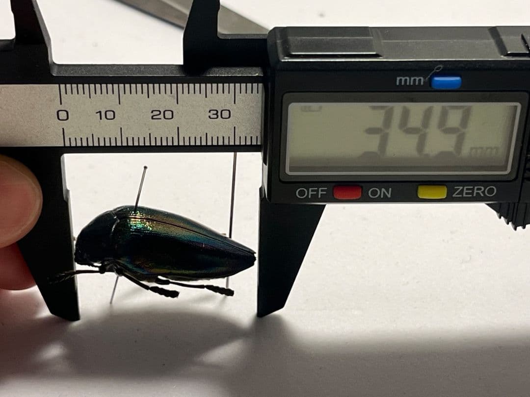 【34mm】ニジイロフトタマムシ フトタマムシ スハンダエ プラチナコガネ標本