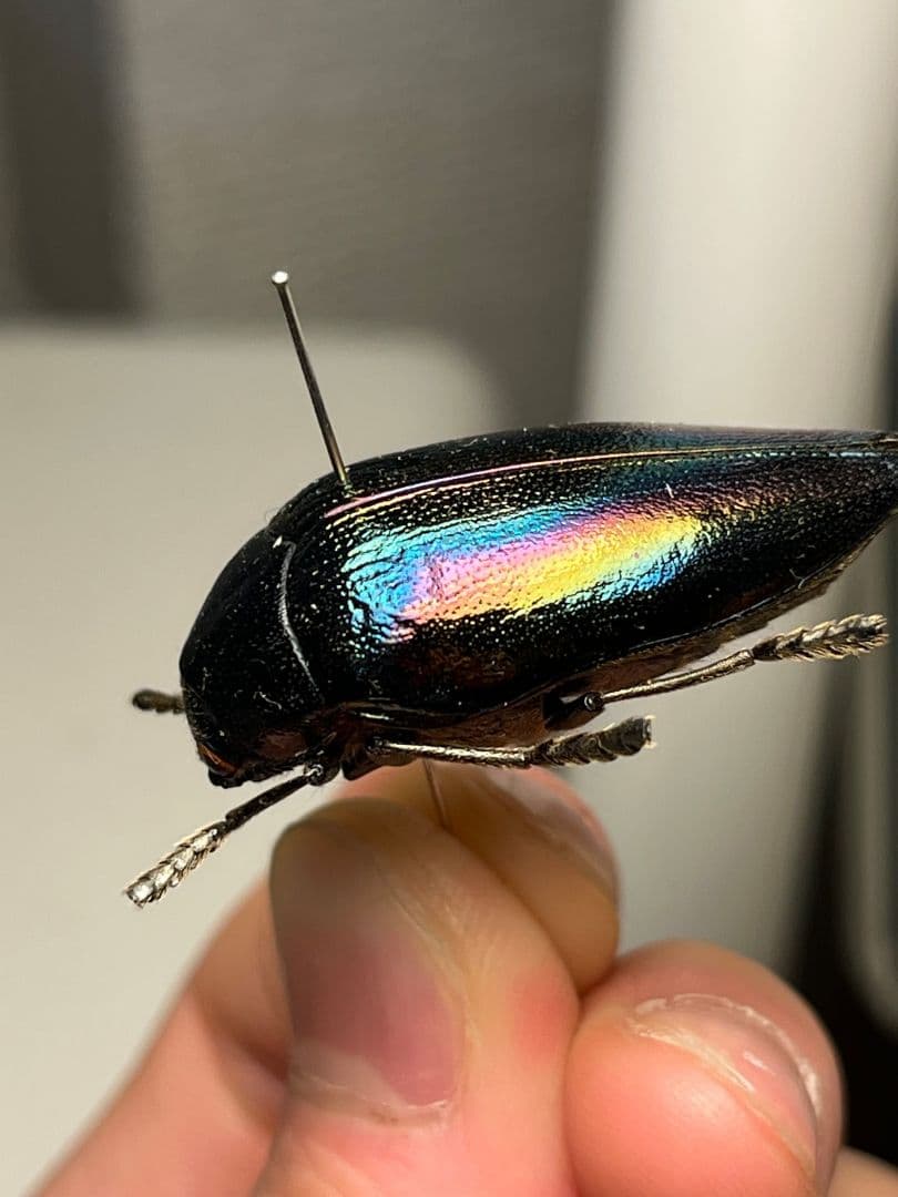 【34mm】ニジイロフトタマムシ フトタマムシ スハンダエ プラチナコガネ標本