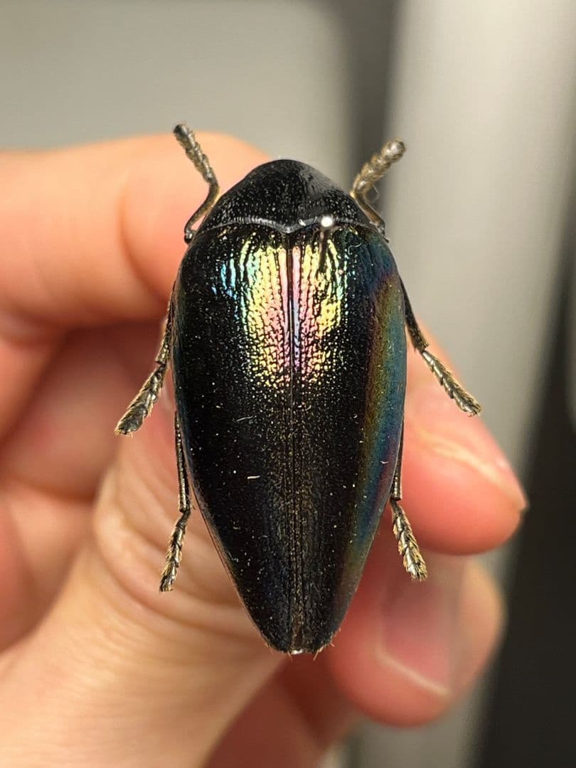 【34mm】ニジイロフトタマムシ フトタマムシ スハンダエ プラチナコガネ標本