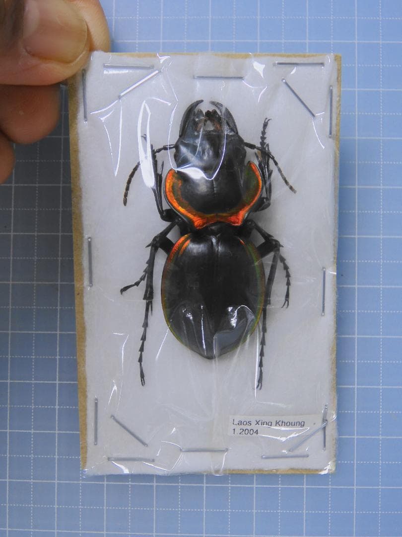 ニボシ様 リクエスト 6点 まとめ商品