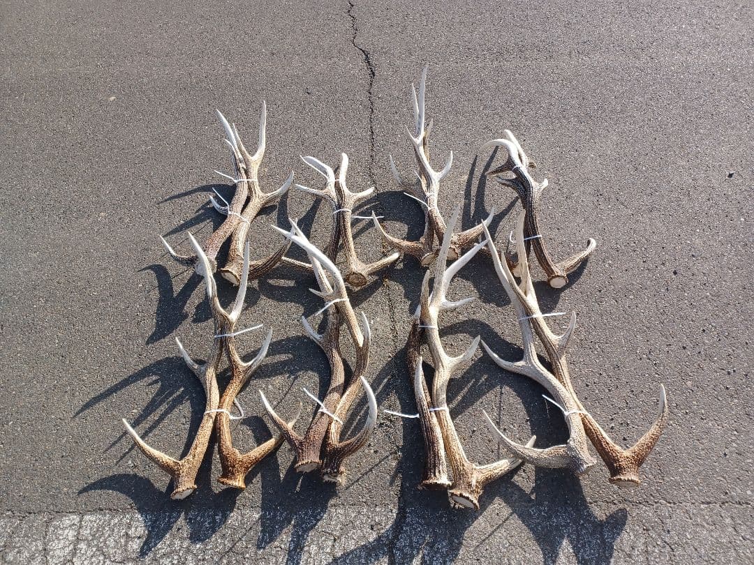 エゾシカの角　16本