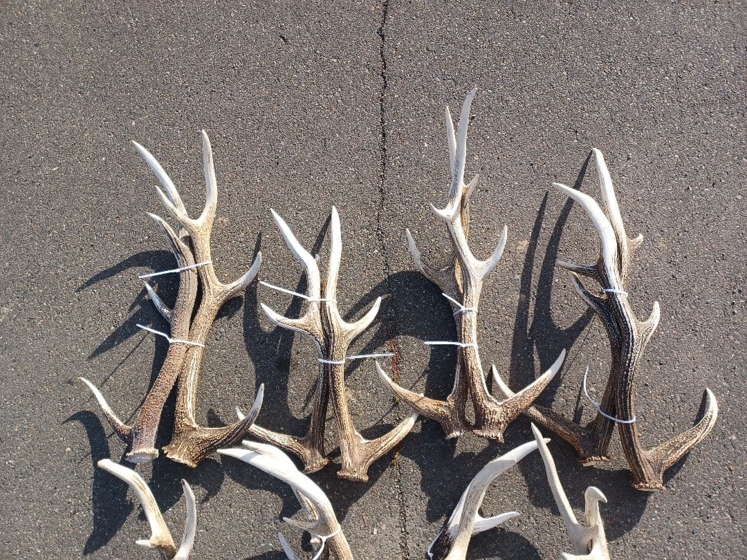 エゾシカの角　16本