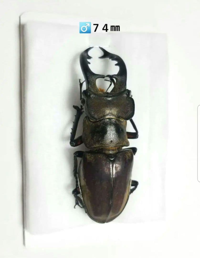 お正月限定お値下げ　福岡県産　ミヤマクワガタ　標本 74mm