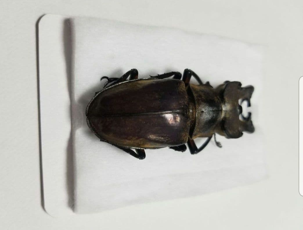 お正月限定お値下げ　福岡県産　ミヤマクワガタ　標本 74mm