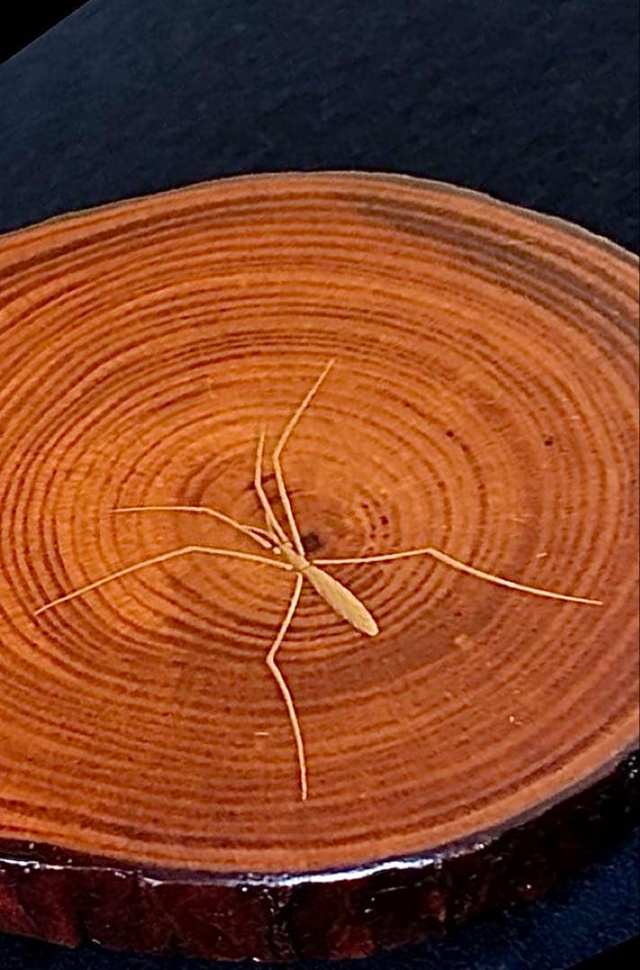 【美品】「母」アメンボ 水面 蒔絵 松材 香合 道場 宗廣 共箱(122A⑤)