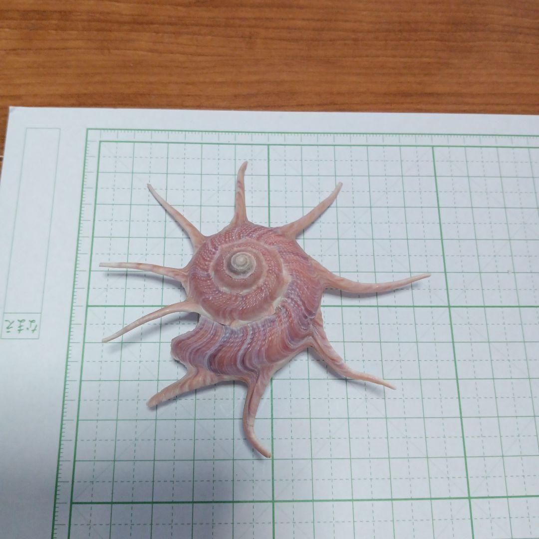 貝殻標本　ハリナガリンボウ　（蓋つき）