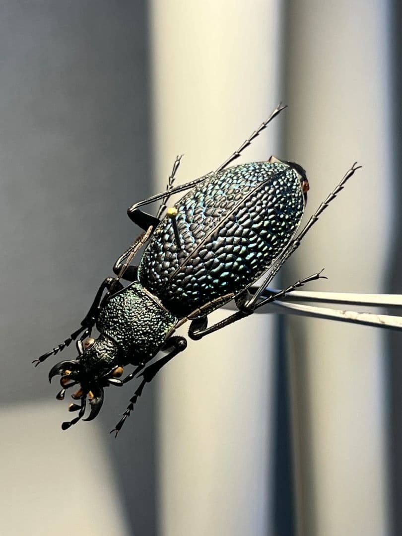 【37mm】ボンヴロワキンオサムシ トルコ産 標本 イボハダオサムシ 青緑