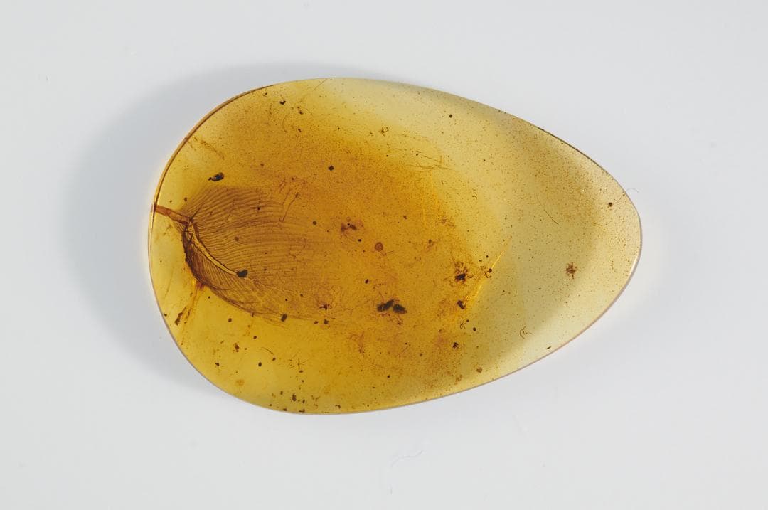 レア極上品 PA0073虫入り琥珀化石　ミャンマーカムティかタナイ9900万年前