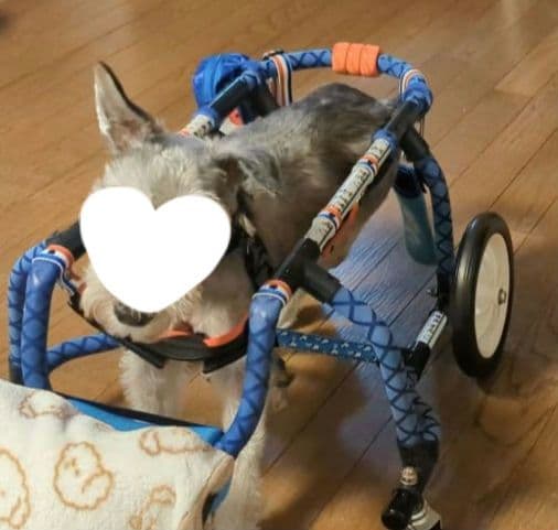 犬用4輪車椅子