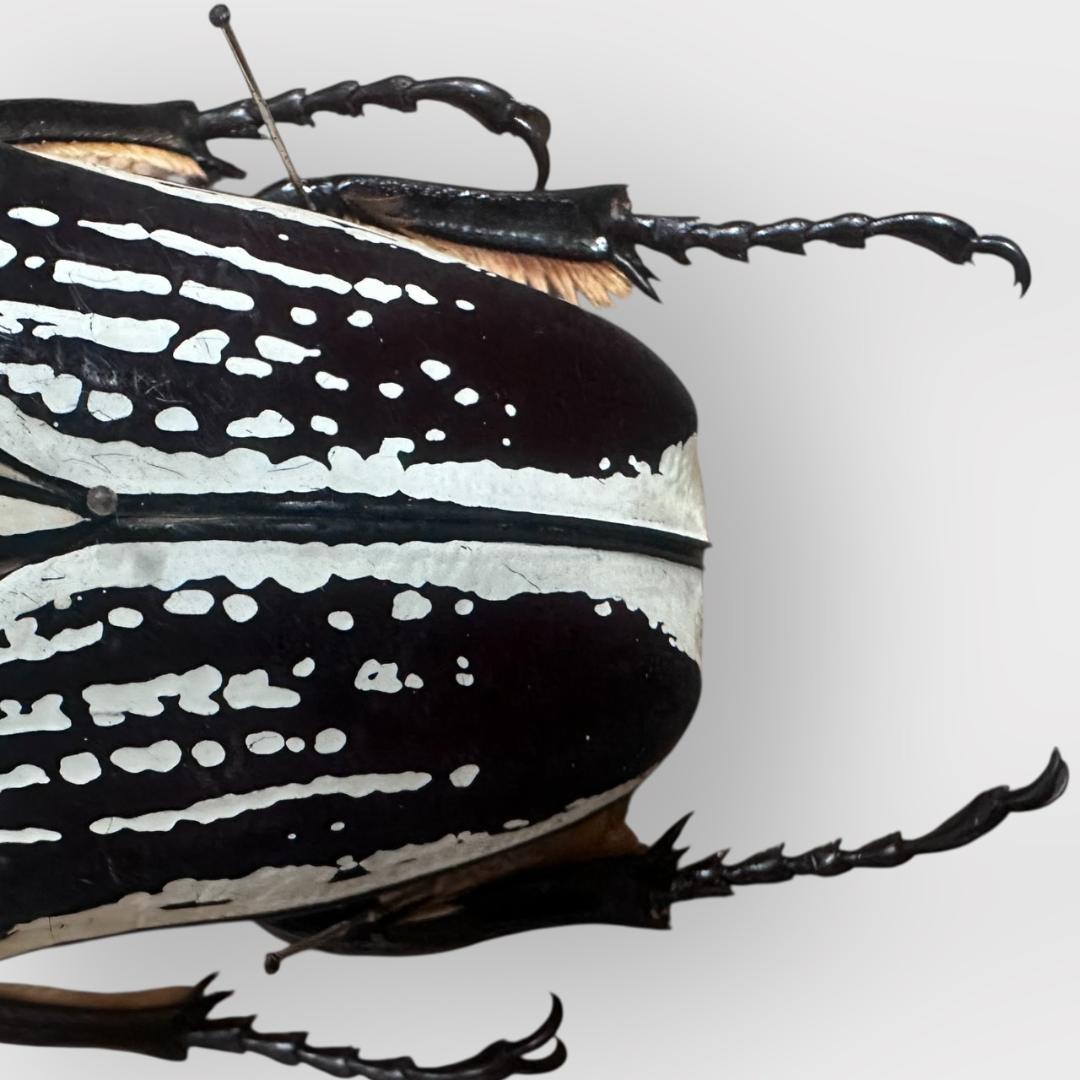 桐箱入り　　プレイシーゴライアス　 雄　オス　標本　　タンザニア産