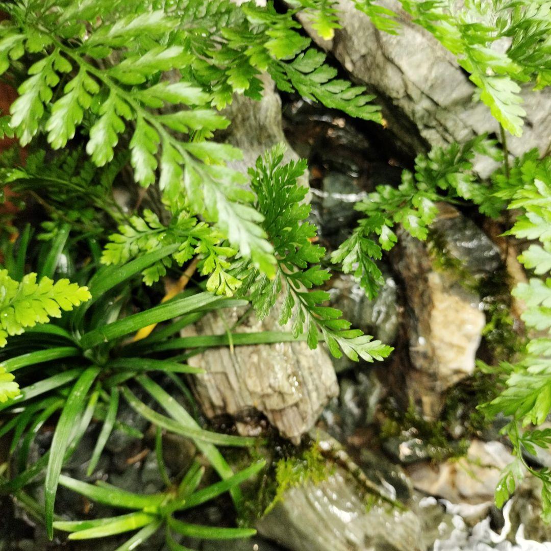 【アクアテラリウム完成品】渓流アクアリウム＋テラリウム30cmキューブ水槽