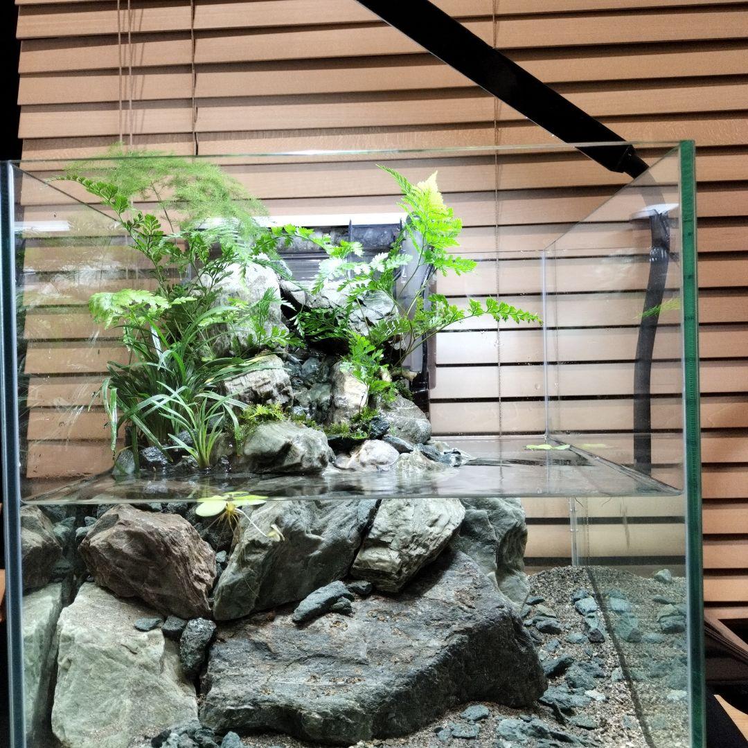 【アクアテラリウム完成品】渓流アクアリウム＋テラリウム30cmキューブ水槽