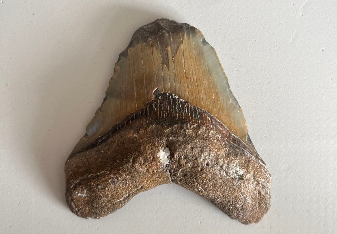 【本物】メガロドンの歯 化石 伝説の巨大ザメ