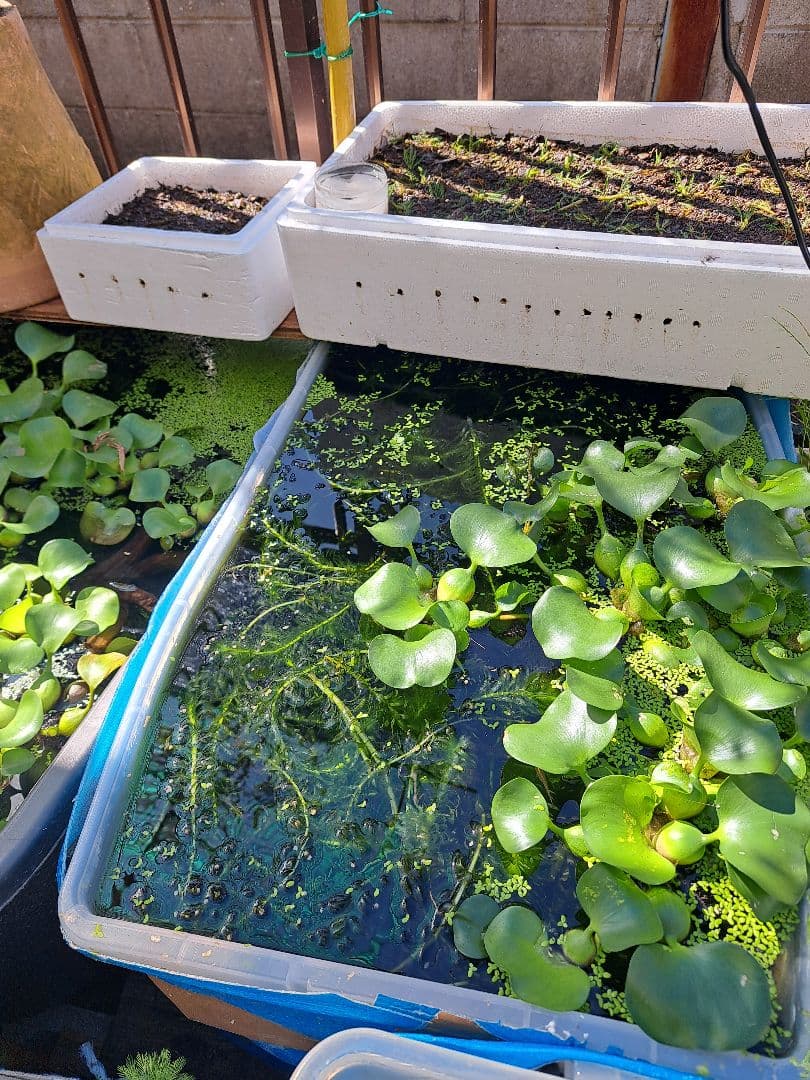 【専用ページ】天然アナカリス、1000本