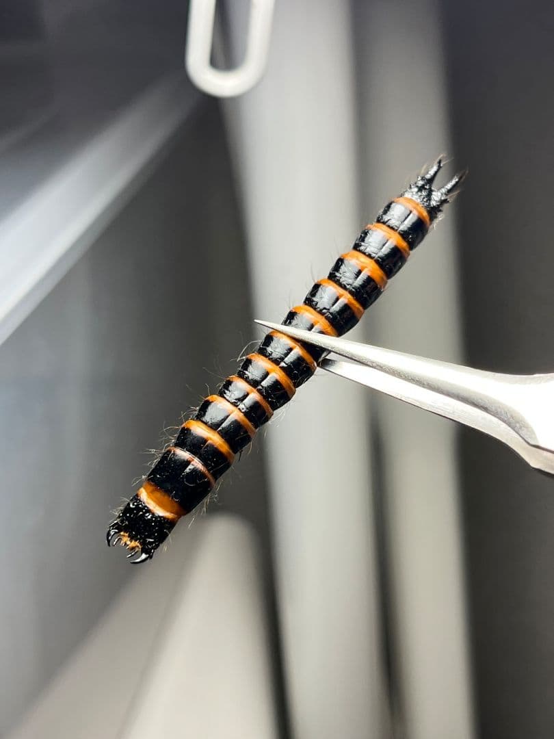 【60mm程】コメツキムシの幼虫 ハチスズメバチハムシフンチュウオサムシ標本