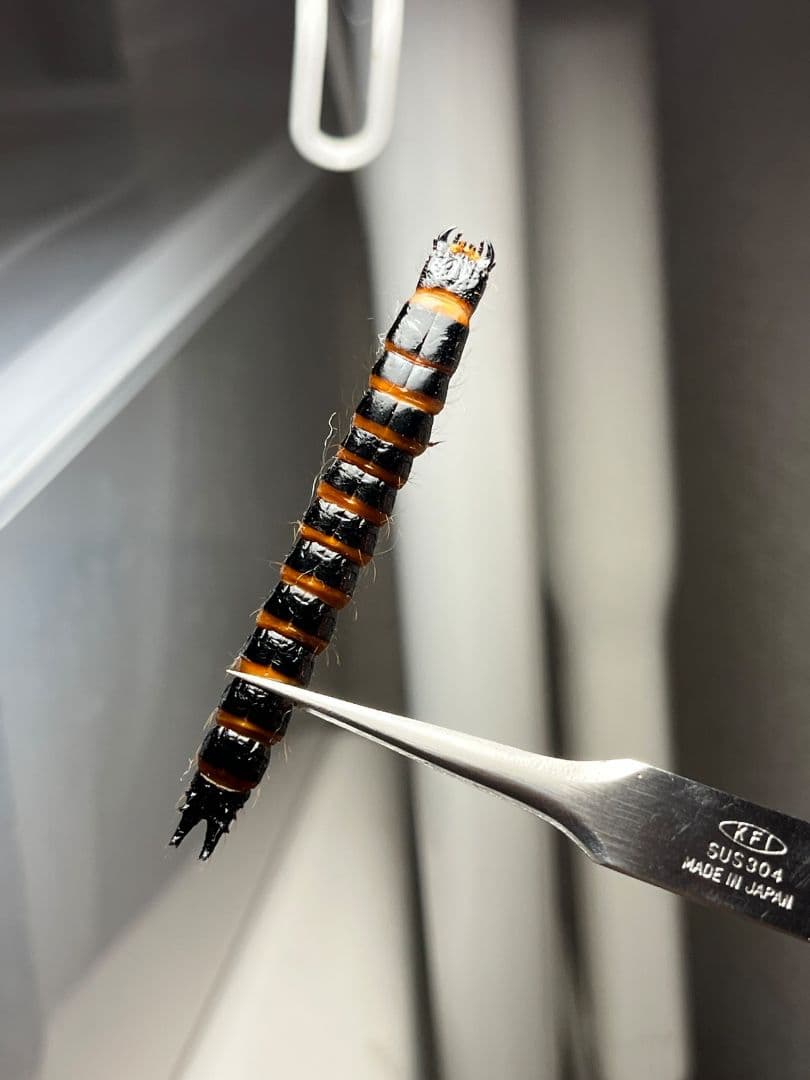 【60mm程】コメツキムシの幼虫 ハチスズメバチハムシフンチュウオサムシ標本