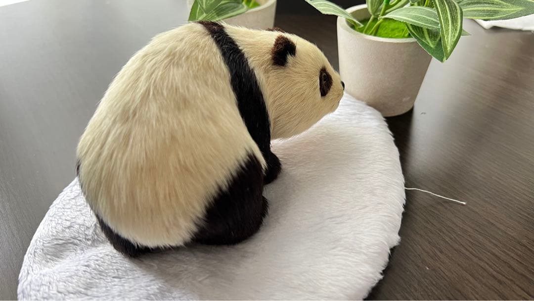 パンダ　本物の様！毛並みが可愛いです！オブジェ　置き物　インテリア