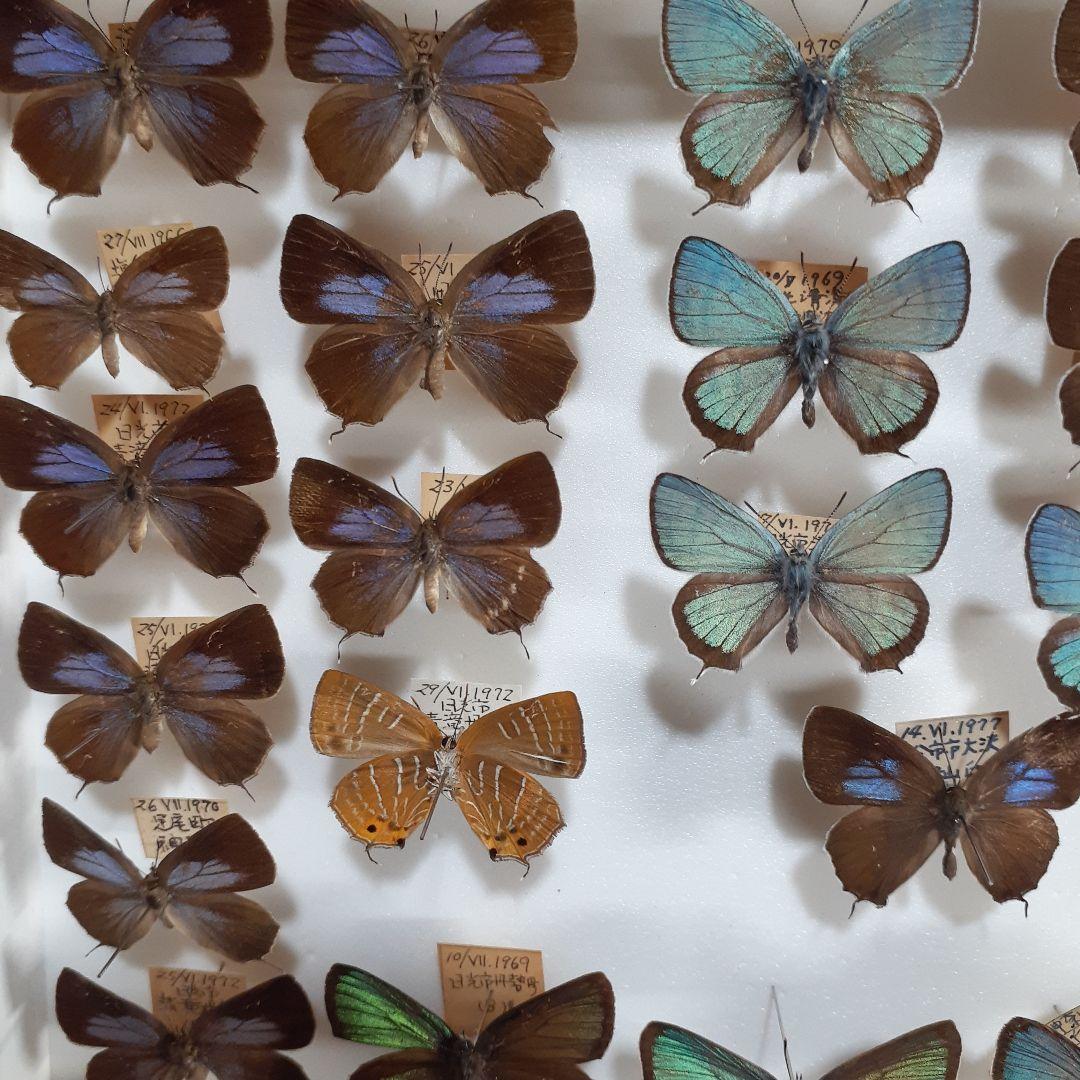 蝶標本　ゼフィルス及びセセリチョウ科22種。大型ドイツ標本箱二箱入りセット