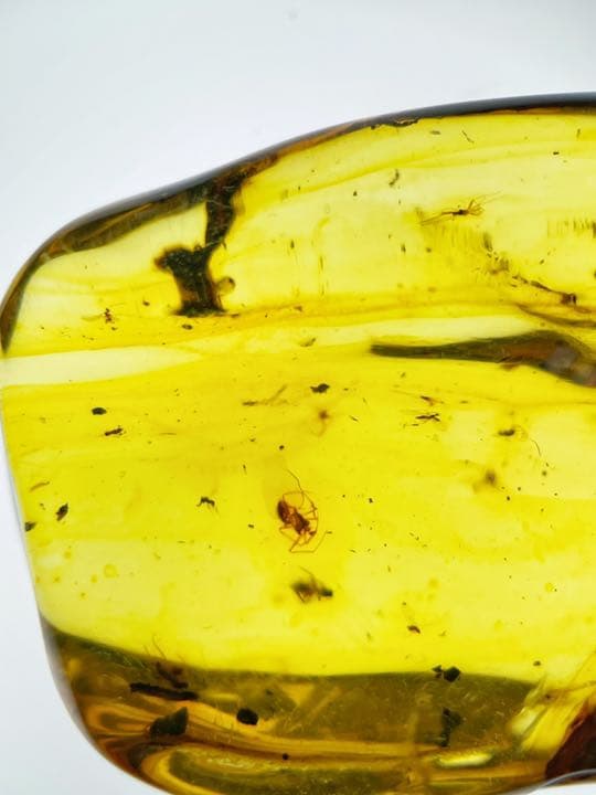 大粒　虫入り天然琥珀　植物片　化石　恐竜　夏休み　自由研究